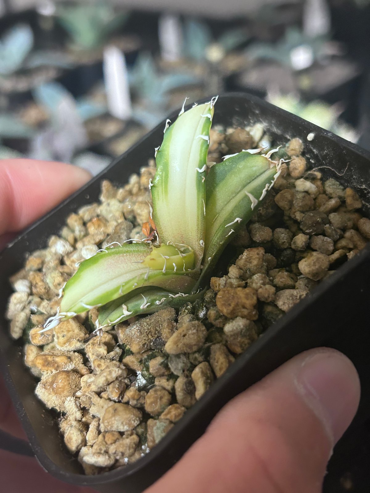 アガベ 氷海inspire 安曇野白鯨斑入 Heartplants育成株 親株超え極