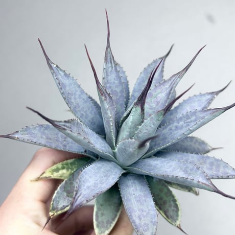 CATEGORY Agave | アガベ専門店 Heart plants.