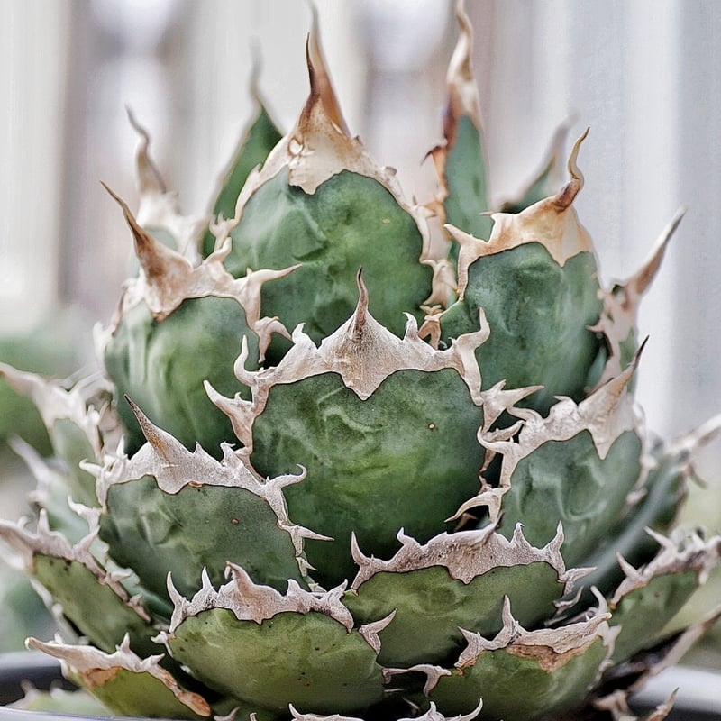 アガベ 緑暴龍 子株 発根済み | Heartplants