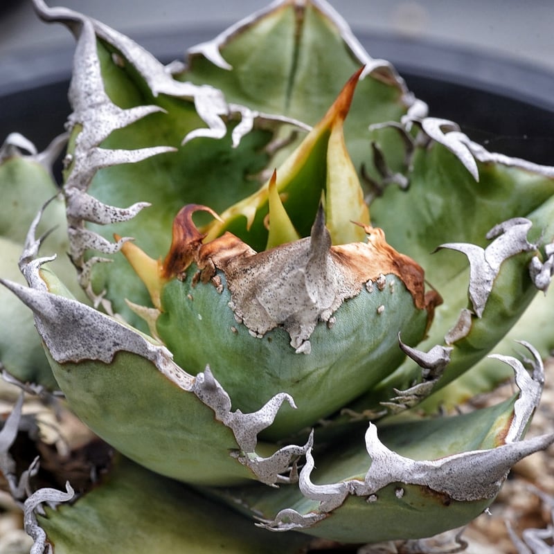 アガベ トランカータ 35センチ❗ パリートランカータ役35センチ Amazon