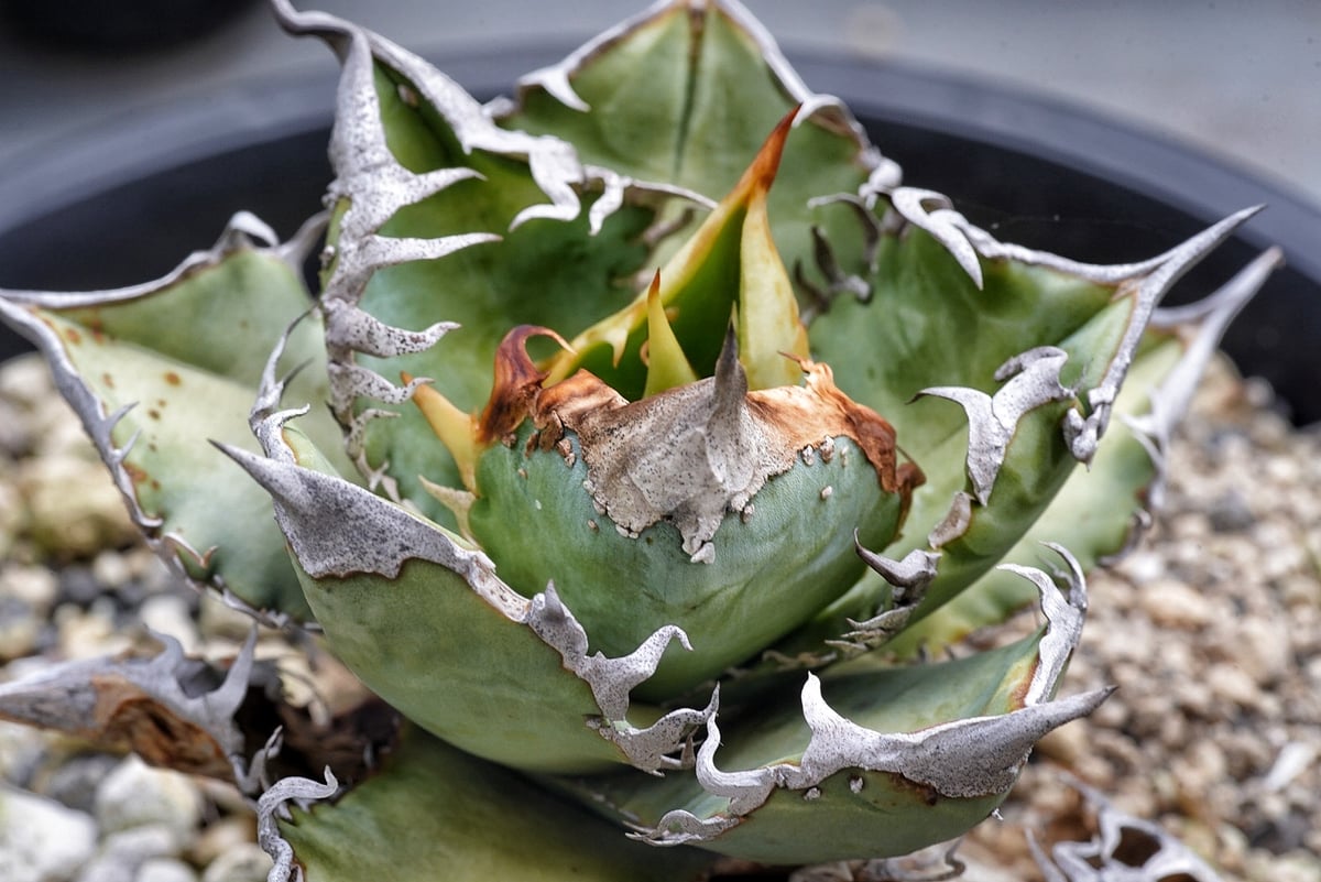 アガベ 穿山甲 センザンコウ 裏棘 トップ極太 コレクション株 | アガベ