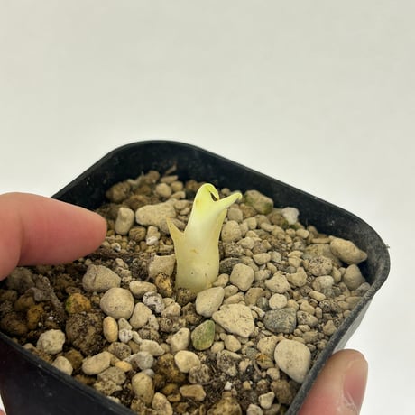 アガベ　甲蟹×血屈　ハイブリッド　肉厚　青葉  子株