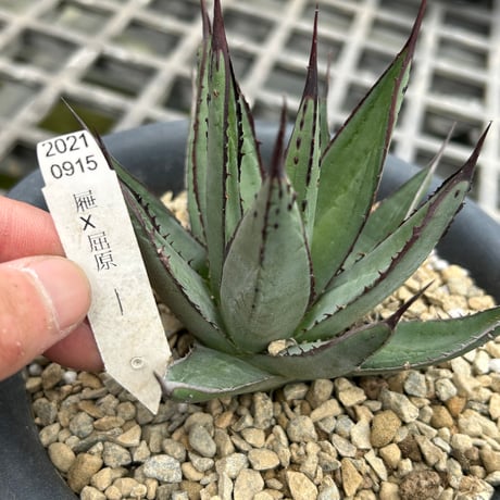 アガベ専門店 Heart plants.