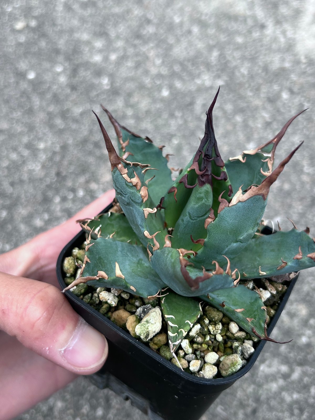 妖炎bb アガベ　ハイブリッド アガベ 妖炎BB ハイブリッド 青葉 | アガベ専門店 Heart plants.