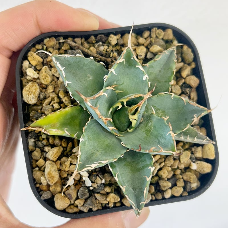 アガベ　ハイブリッド　bb エボリスピナ アガベ エボリスピナ×オテロイ ハイブリッド | Heartplants