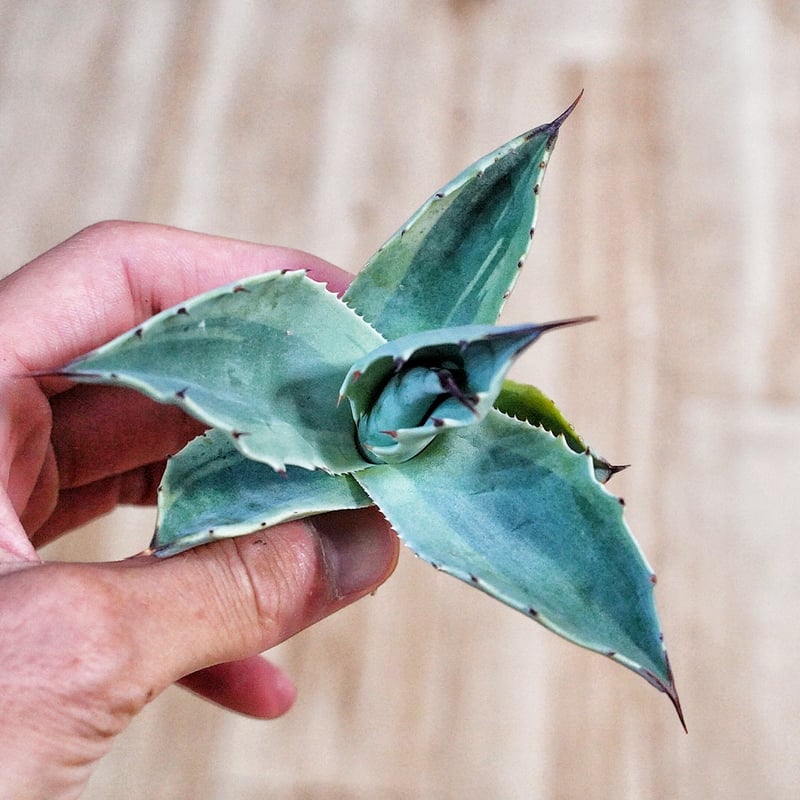 005 アガベオバティフォリアオルカ子株