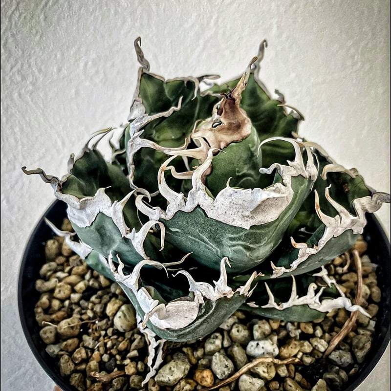 アガべ Heartplantsコレクション悪魔OC子株 | アガベ専門店 Heart plants.