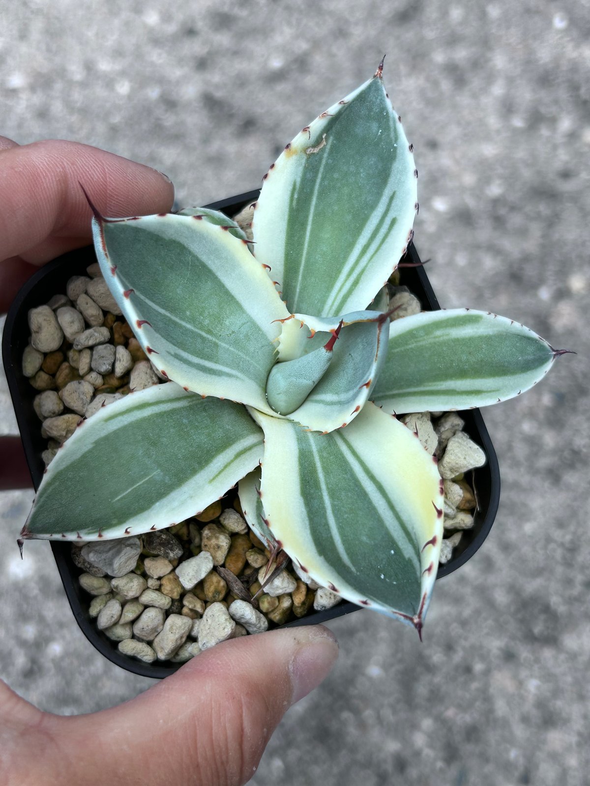 アガべ パリー オリザバ 子株 発根済み | アガベ専門店 Heart plants.