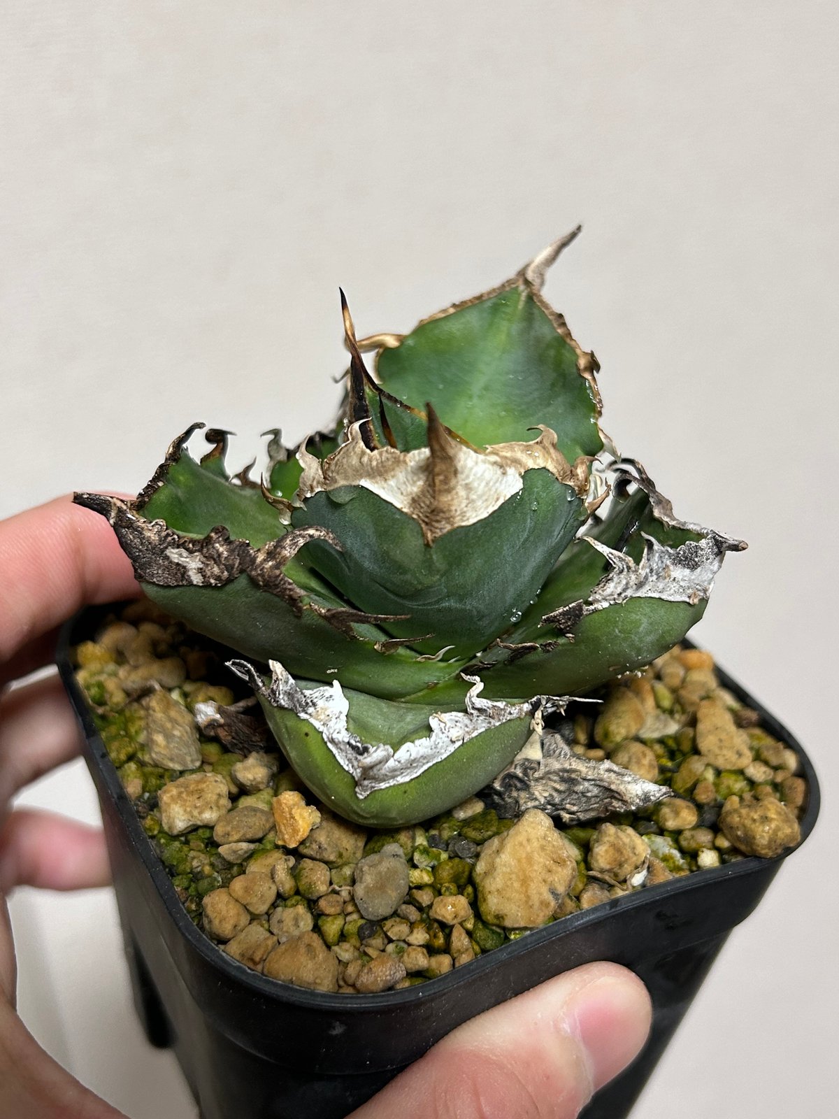 アガベ 南アフリカダイヤモンド ムチムチ良型個体 | アガベ専門店