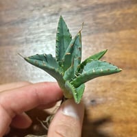 特白肌怒雷神×屈原の舞扇🪭A7 子株 | Heartplants