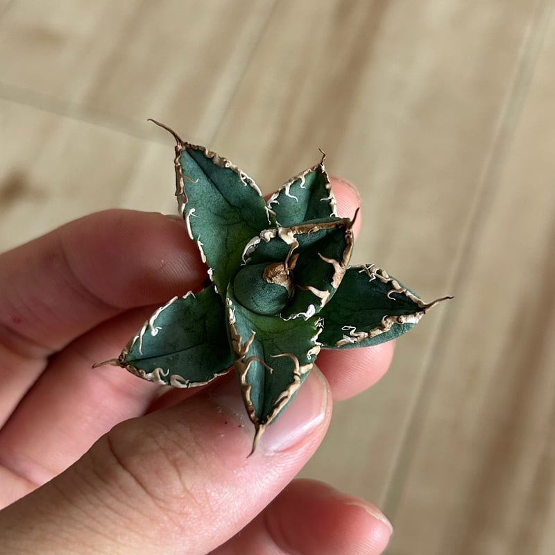 アガベ オテロイ