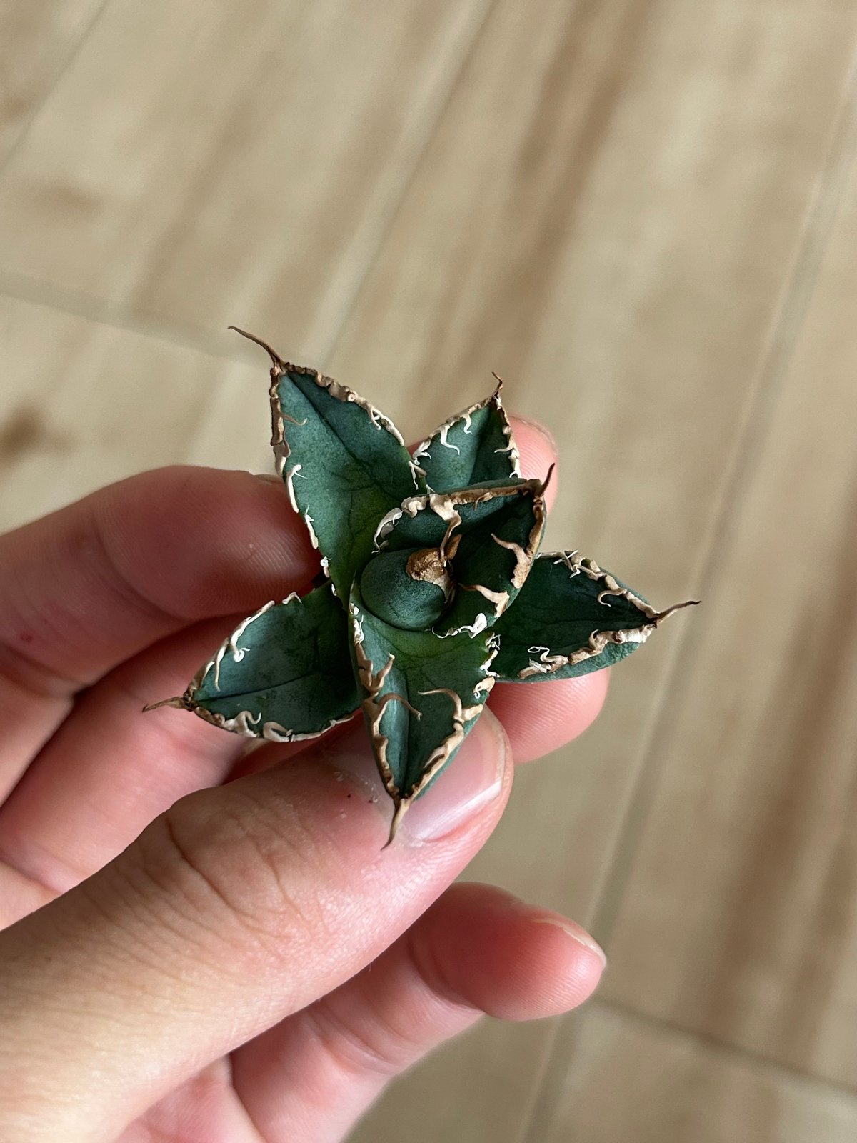 アガベ オテロイ