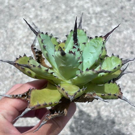 CATEGORY Agave | アガベ専門店 Heart plants.