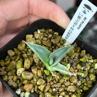 A-6 紫之君×特白肌怒雷神　huplantsタグ付き