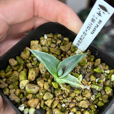 CATEGORY Agave | アガベ専門店 Heart plants.
