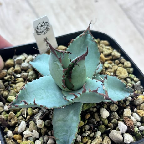アガベ専門店 Heart plants.