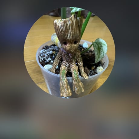 CATEGORY Agave | アガベ専門店 Heart plants.