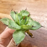 アガベ オテロイ 胖鯨 パンジン 親株　シマムラ園芸購入 アガベ オテロイ 胖鯨 パンジン 親株 シマムラ園芸購入