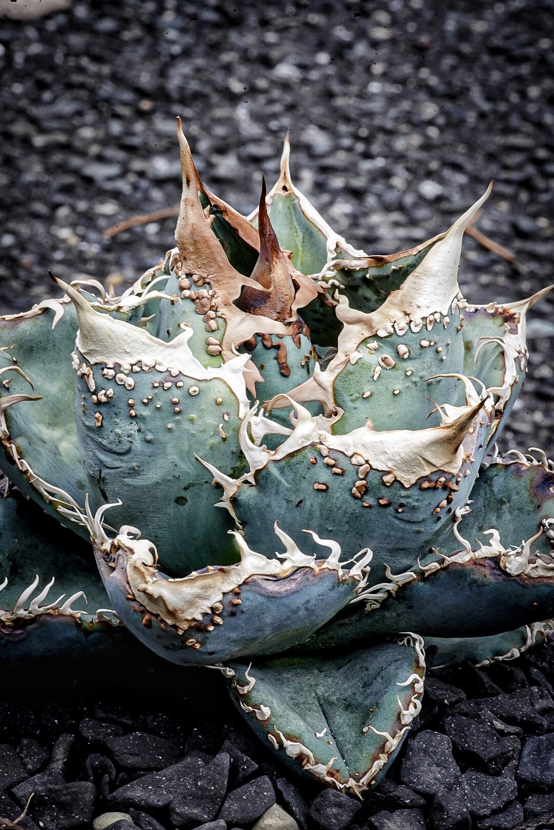 アガベHP031 青葉ブツブツ 子株 | アガベ専門店 Heart plants.