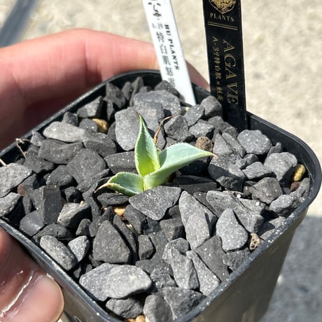 アガベ専門店 Heart plants.