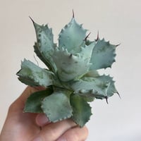 アガベ　イシスメンシス"藍猫" 青葉