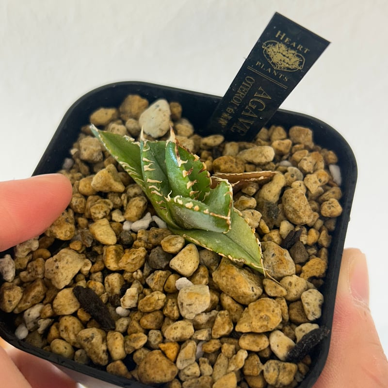 アガベ 白豪棘 龍球会OC子株 発根済み オテロイ | Heartplants