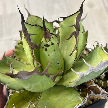 アガべ　実生オテロイ　超ブツブツ　グロテスク