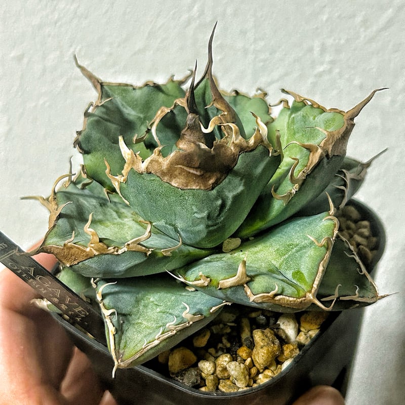 アガベ 悪魔くん 良型個体 発根済み | Heartplants