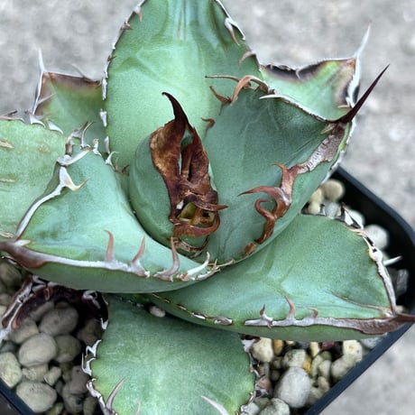 アガベ　heart plants seedling 実生オテロイ　2024