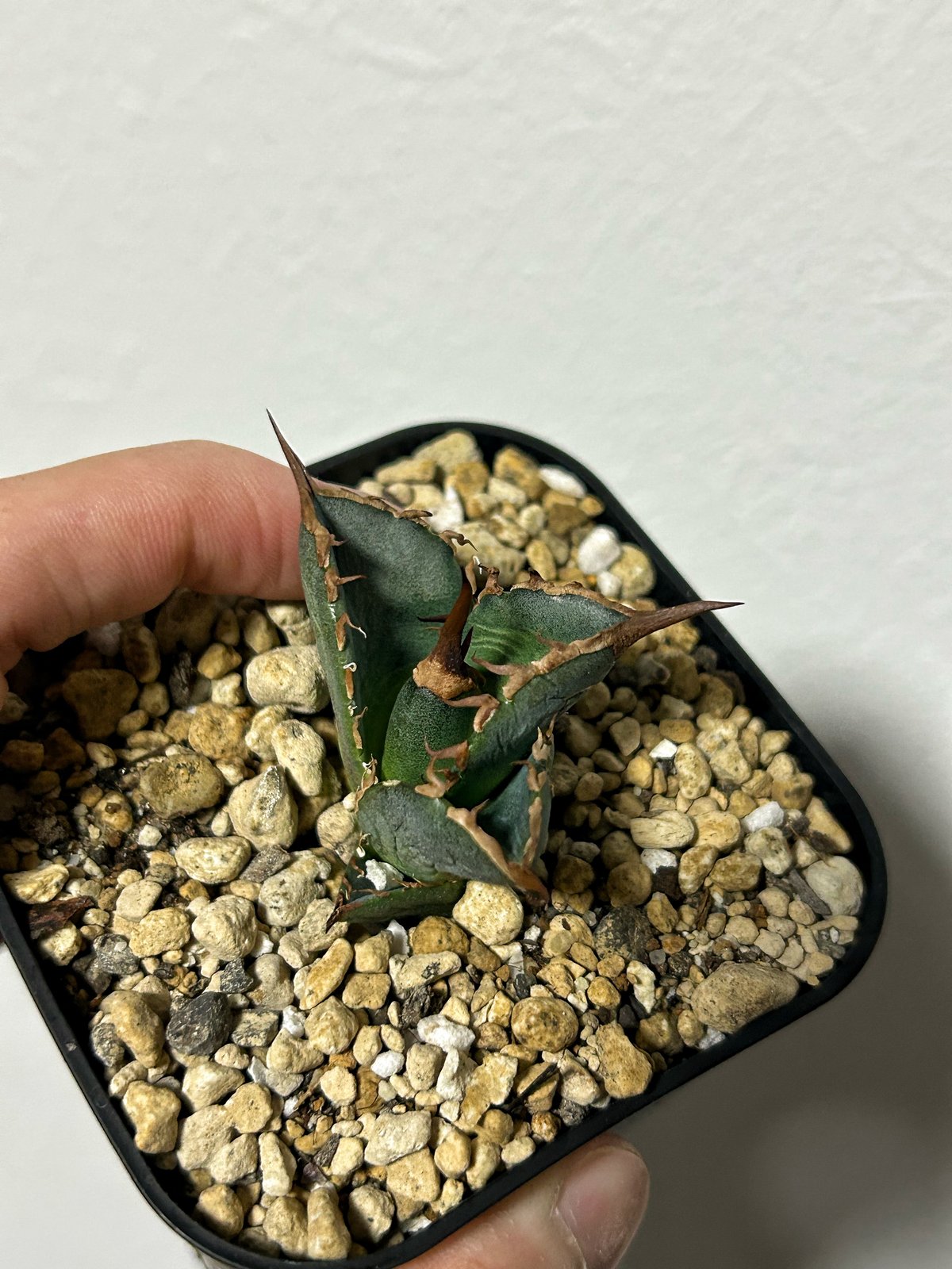 アガベ　緑犀牛　中株 アガベ緑犀牛中株