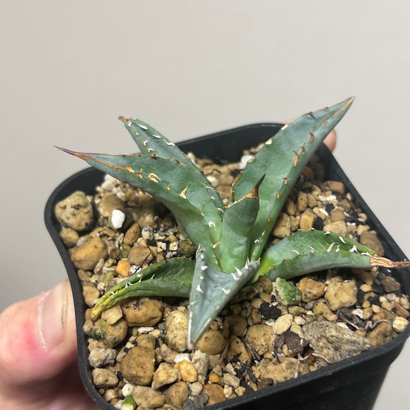 アガベ 妖炎×姫巌龍 ハイブリッド | アガベ専門店 Heart plants.