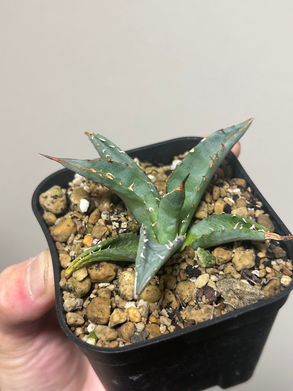 アガベ 妖炎×姫巌龍 ハイブリッド | アガベ専門店 Heart plants.