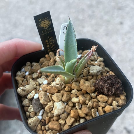姫甲蟹×血屈原　BOSS産ハイブリッド　白肌×赤連棘