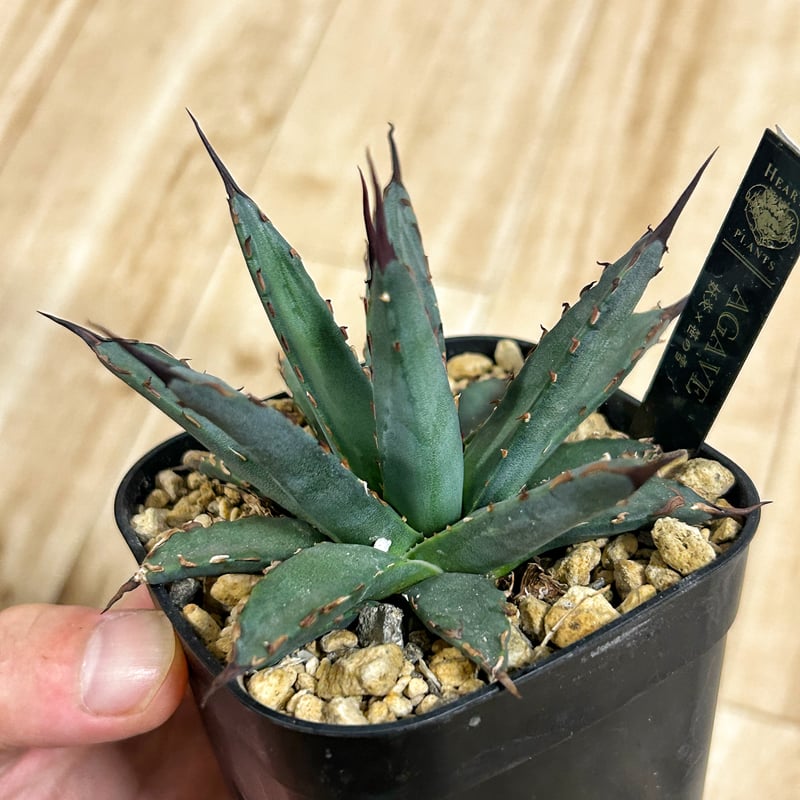 アガベ 妖炎×笹雪 希少ハイブリッド | アガベ専門店 Heart plants.