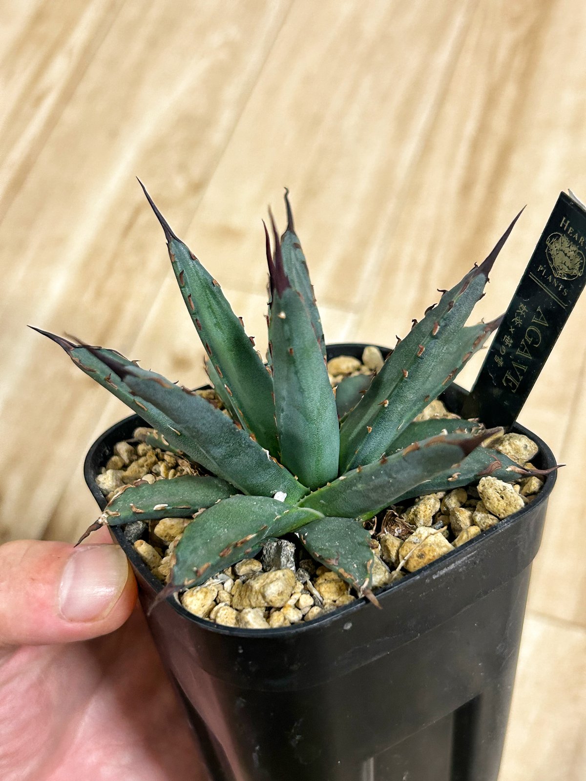 アガベ 妖炎×笹雪 希少ハイブリッド | アガベ専門店 Heart plants.