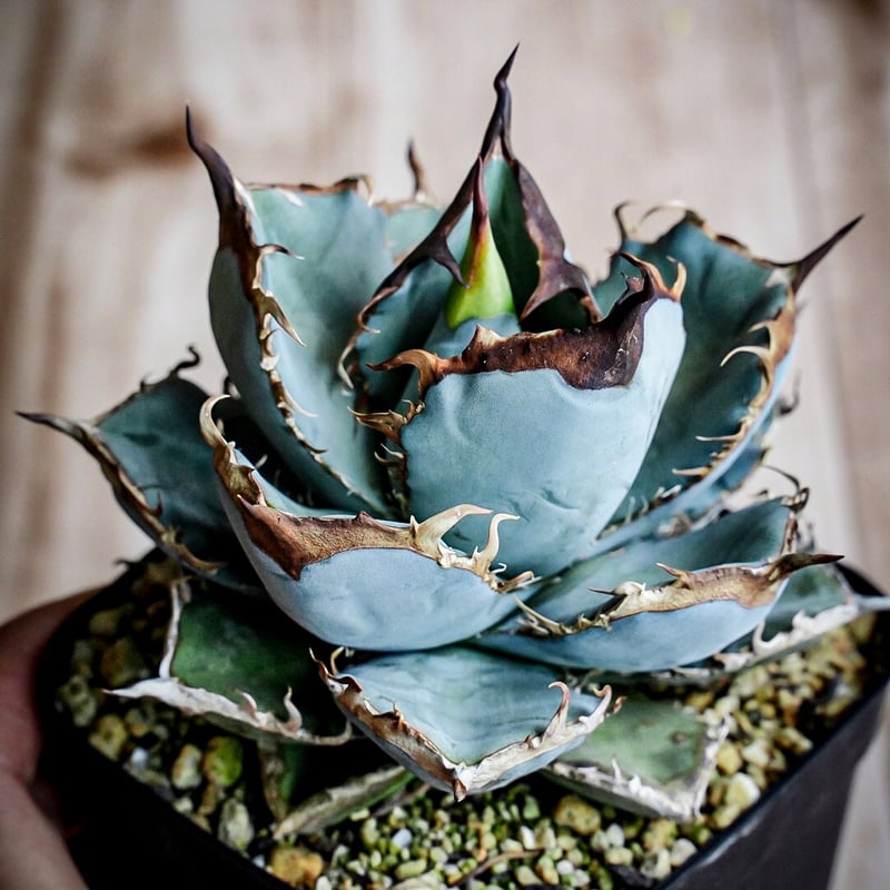 特選青葉 チタノタブルー hp040 直子株 | アガベ専門店 Heart plants.