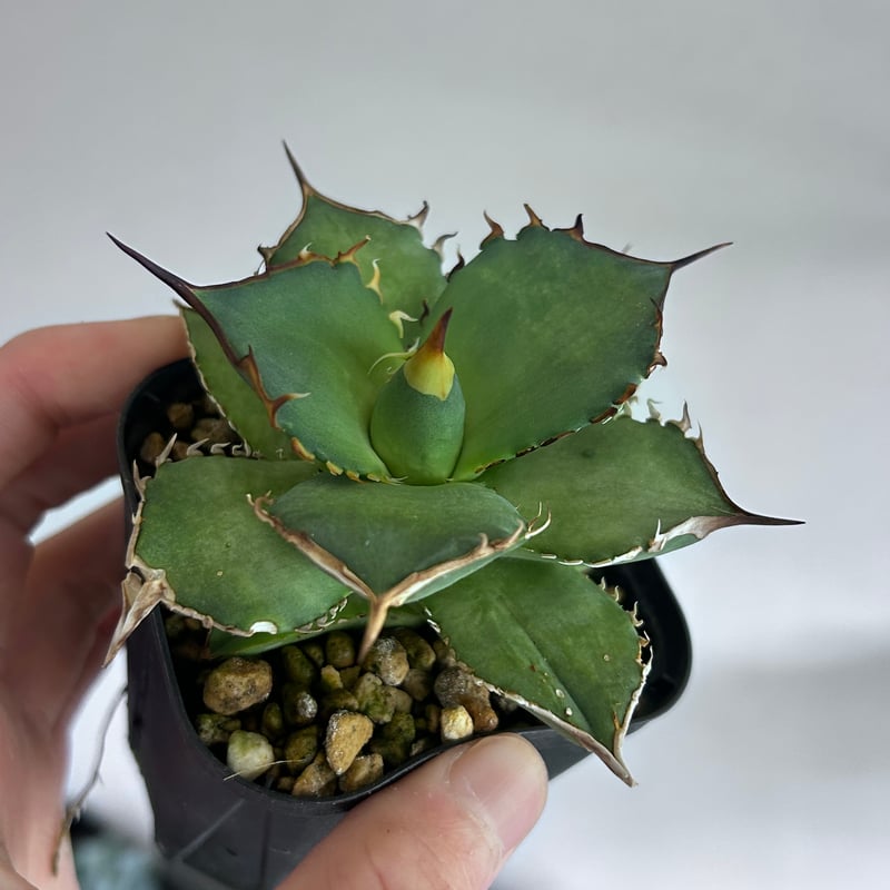 アガベ King Arthur キングアーサー 発根済み | アガベ専門店 Heart pla