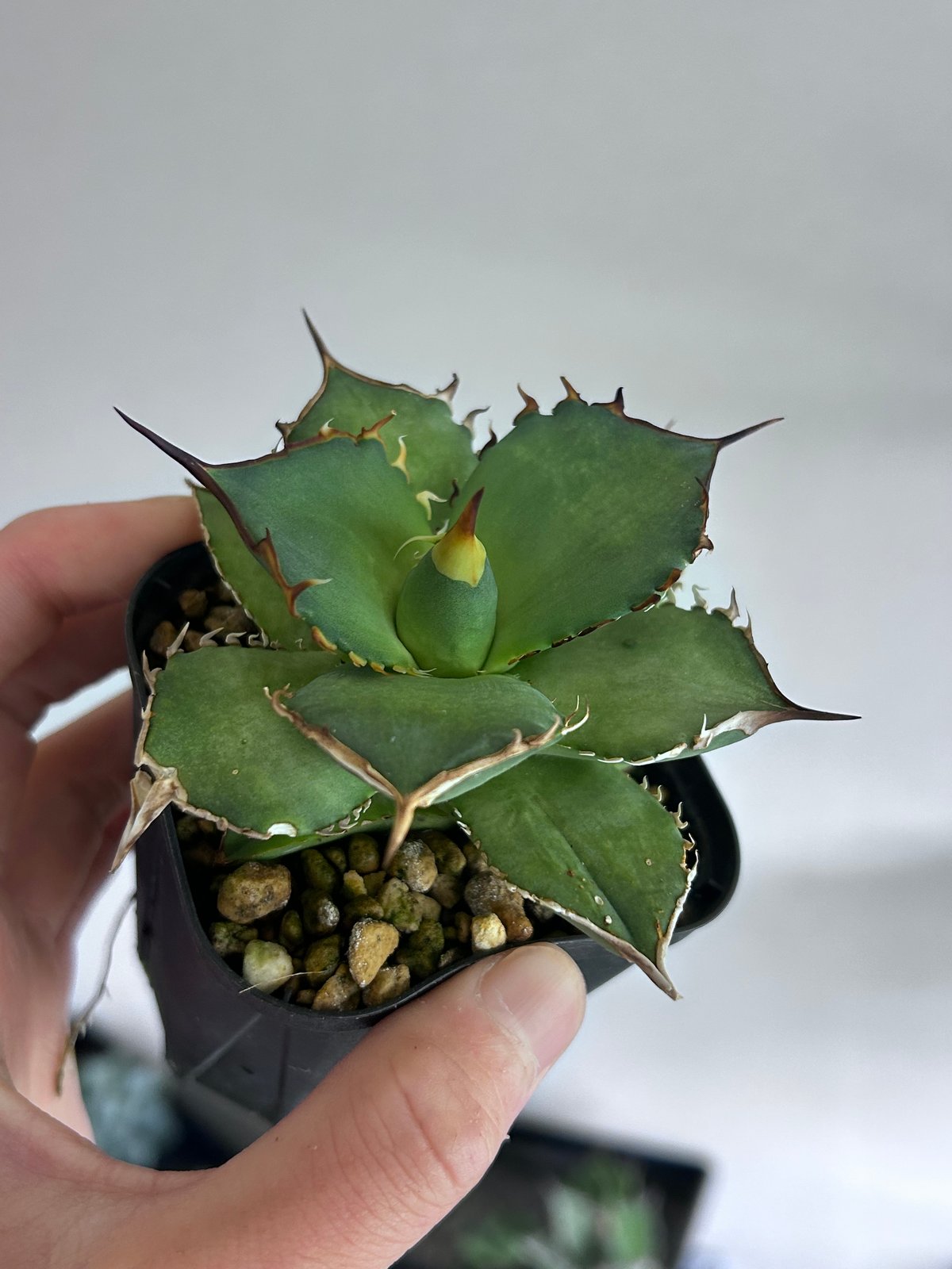 アガベ King Arthur キングアーサー 発根済み | アガベ専門店 Heart pla