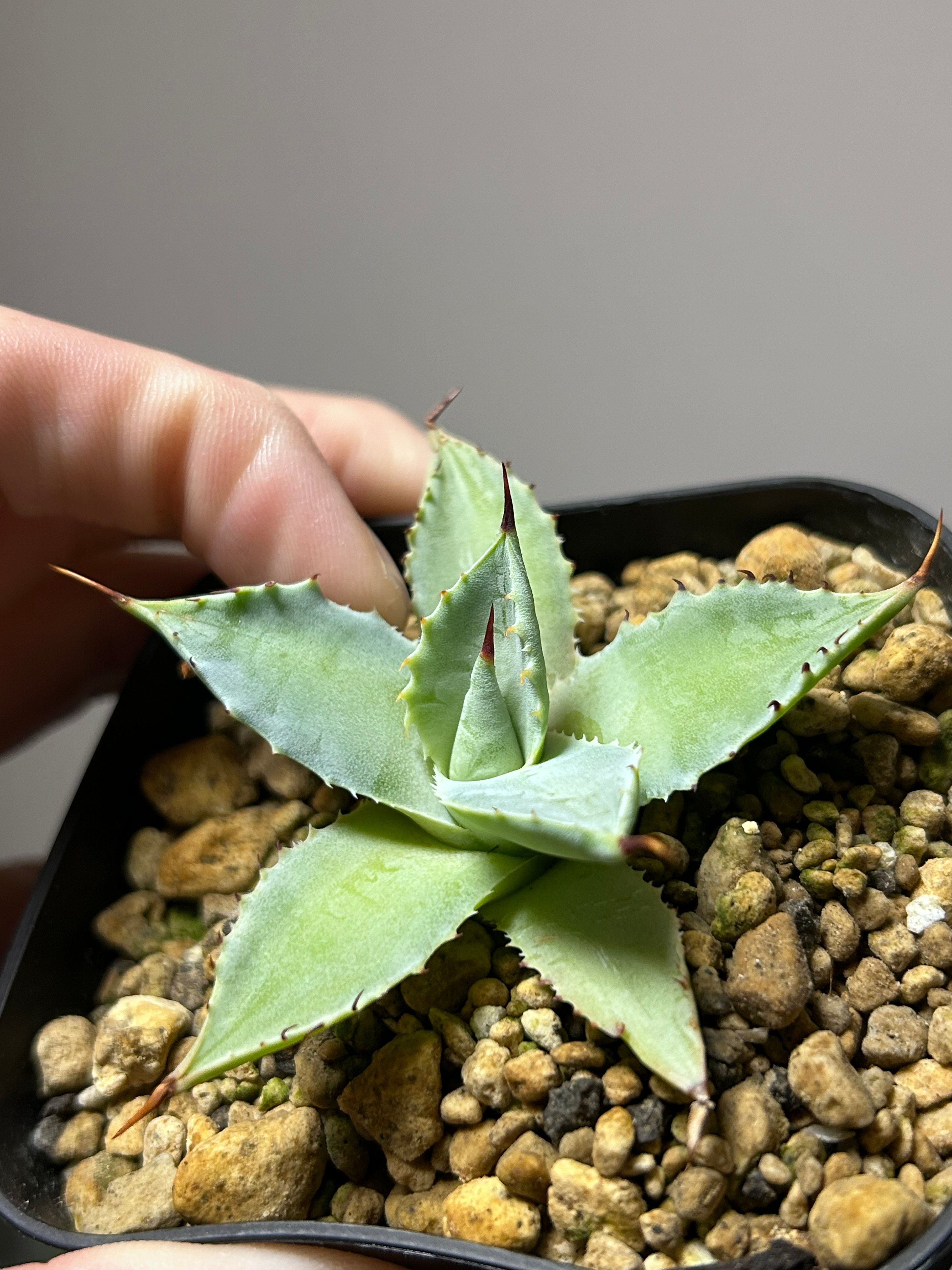 アガベ 雲虎甲蟹 モコイシス 青葉 | アガベ専門店 Heart plants.