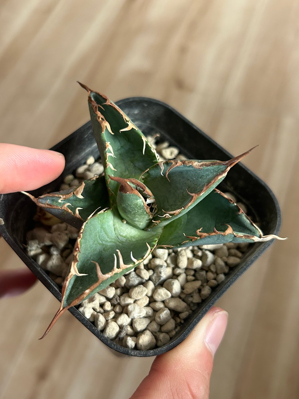 アガべ G4 選抜実生株 ブルー葉強棘オテロイ | Heartplants