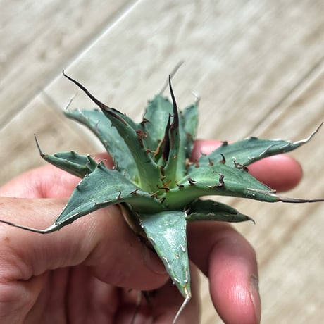 アガベ　パラサナxキシロナカンサ　ハイブリット アガベ パラサナxキシロナカンサ ハイブリット