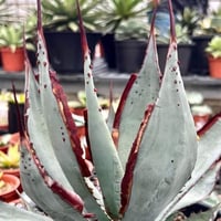 特白肌怒雷神×屈原の舞扇🪭A7 子株 | Heartplants