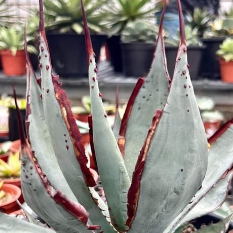 CATEGORY Agave | Heartplants