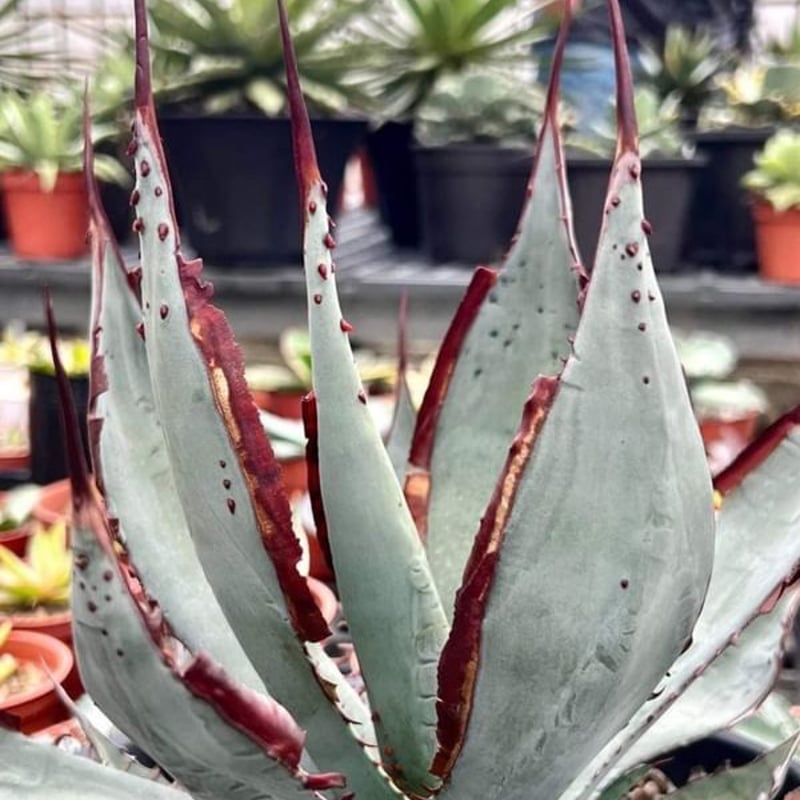 アガベ 裏棘＆超連棘屈原 子株 | Heartplants