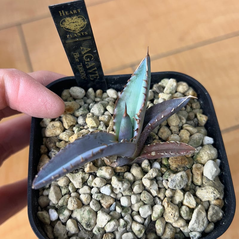 アガベ 特選極厚トップ ブルー チタノタブルー実生 DB05 | アガベ専門