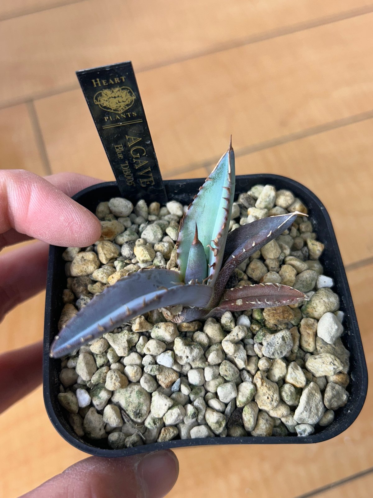 特選　アガベ　チタノタブルー　実生 アガベ 特選極厚トップ ブルー チタノタブルー実生 DB05 | アガベ専門