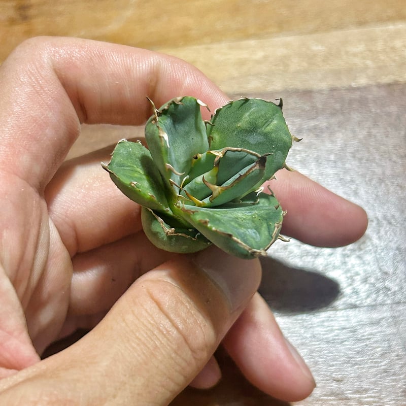 アガベ　クラウンイーグル　冠鷹 アガベ クラウンイーグル 冠鷲 大きめ | Heartplants