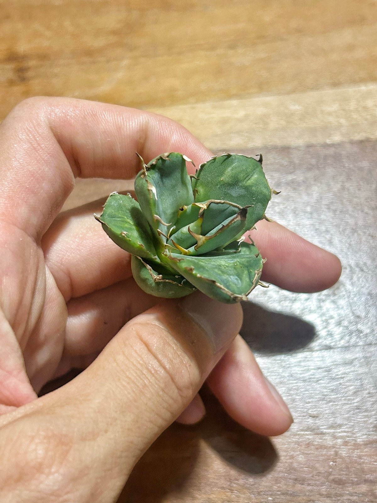 アガベ クラウンイーグル 冠鷲 大きめ | アガベ専門店 Heart plants.