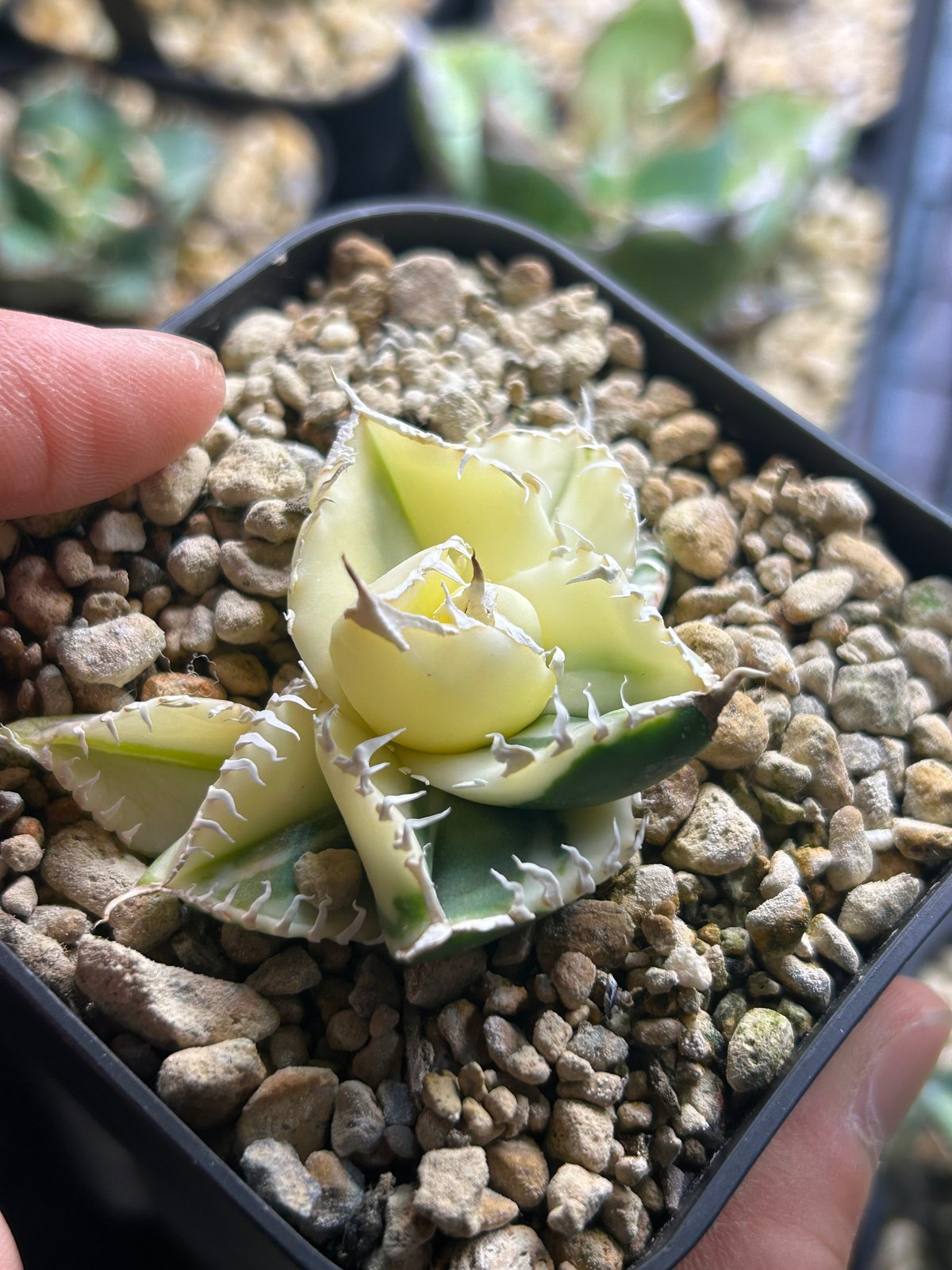 アガベ SAD斑入り　OC アガベ SAD斑入り OC - メルカリ