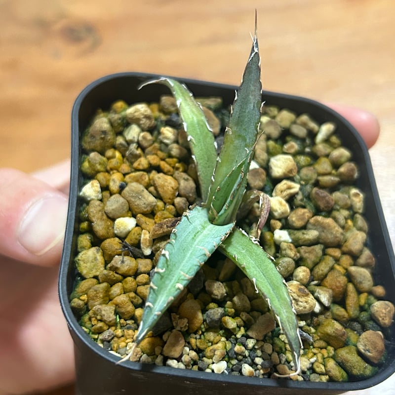 アガベ 超ブツブツ裏棘 特選キシロナカンサ | アガベ専門店 Heart plants.
